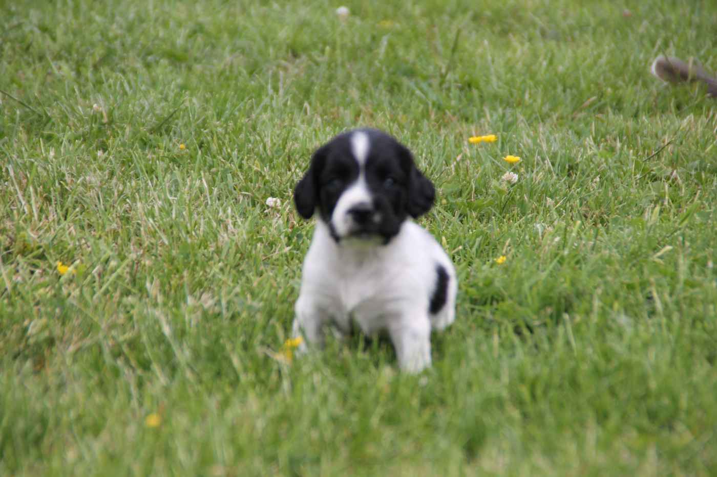 Brush Master - Chiots disponibles - English Springer Spaniel