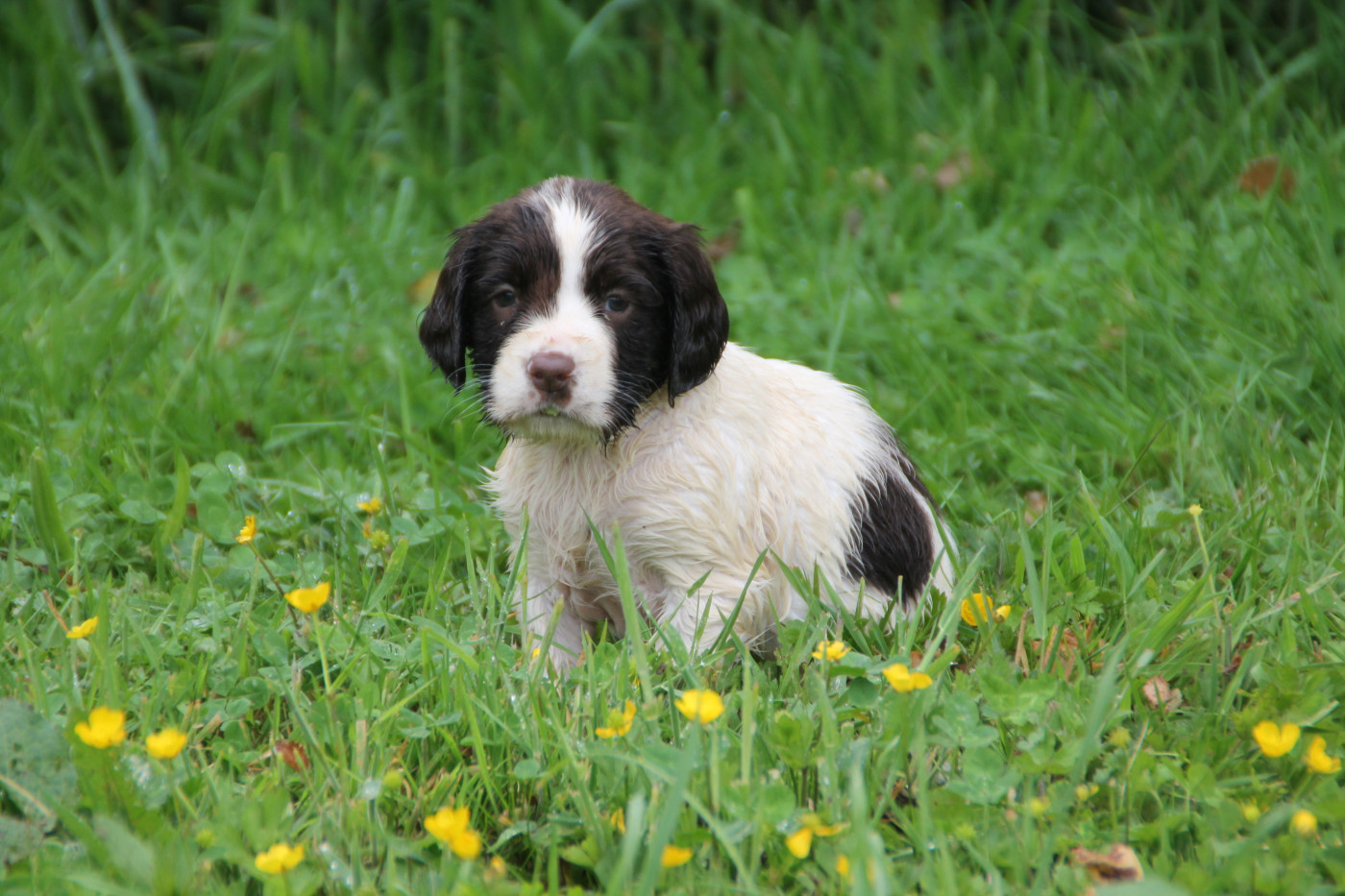 Brush Master - Chiots disponibles - English Springer Spaniel