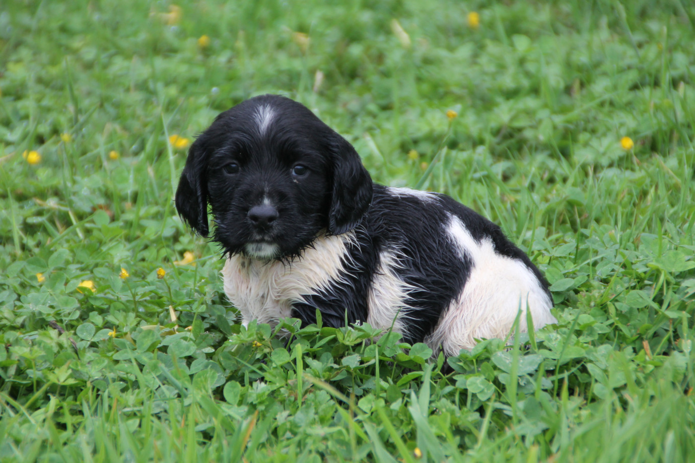 Brush Master - Chiots disponibles - English Springer Spaniel