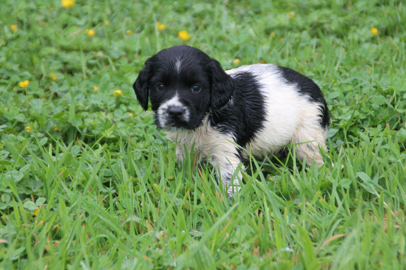 Brush Master - Chiots disponibles - English Springer Spaniel