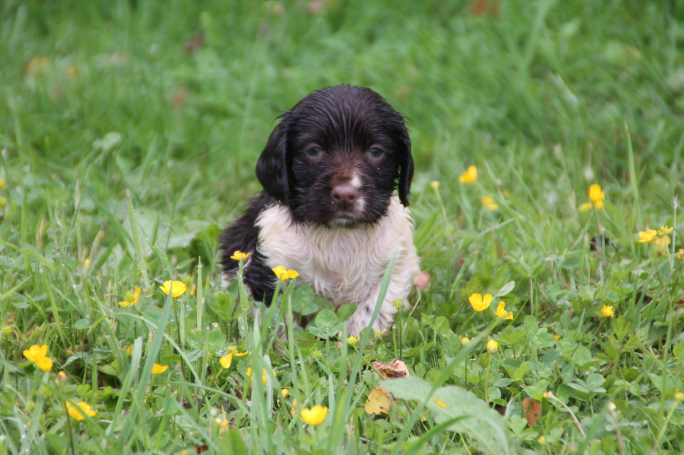 Brush Master - Chiots disponibles - English Springer Spaniel