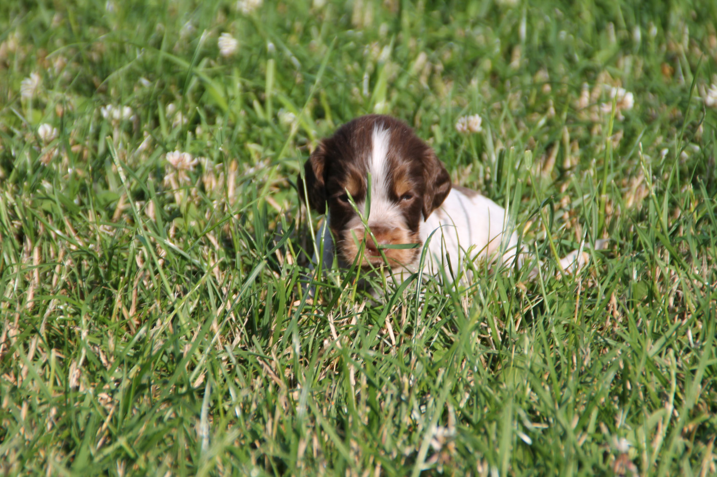 Brush Master - Chiots disponibles - Cocker Spaniel Anglais