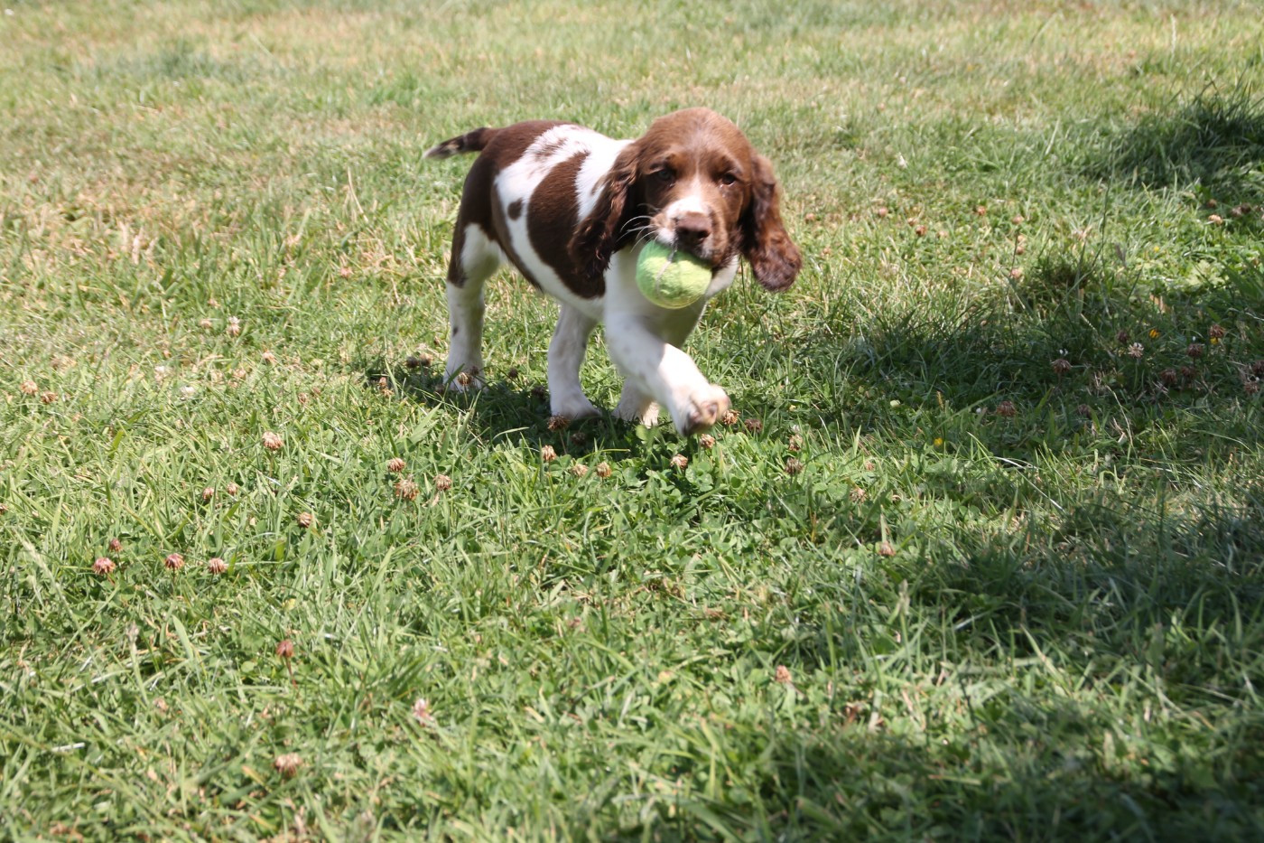 Brush Master - Chiots disponibles - English Springer Spaniel