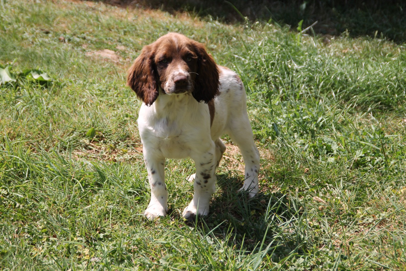 Brush Master - Chiots disponibles - English Springer Spaniel