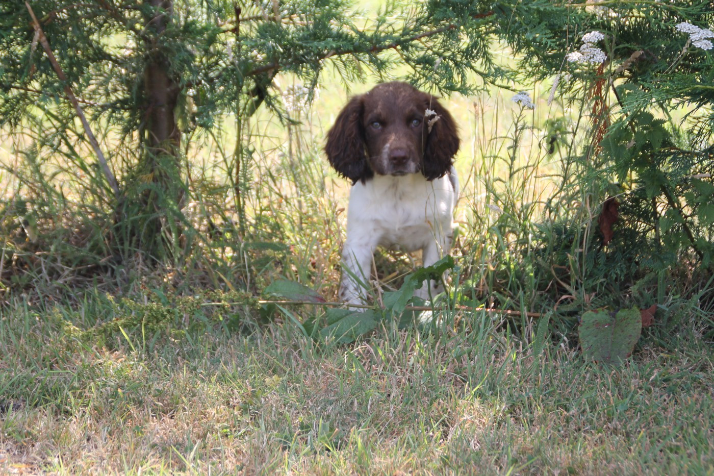 Brush Master - Chiots disponibles - English Springer Spaniel