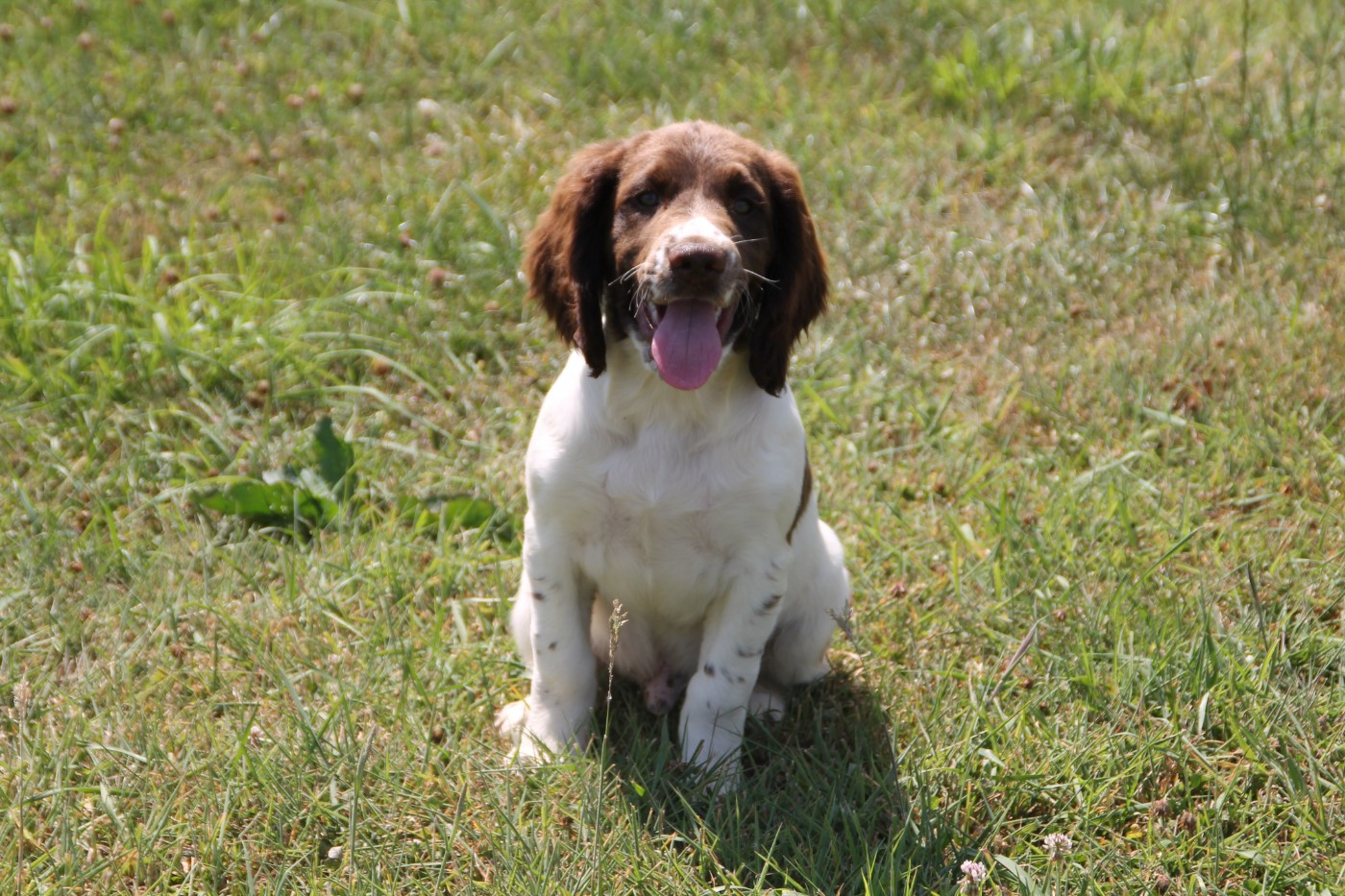 Brush Master - Chiots disponibles - English Springer Spaniel