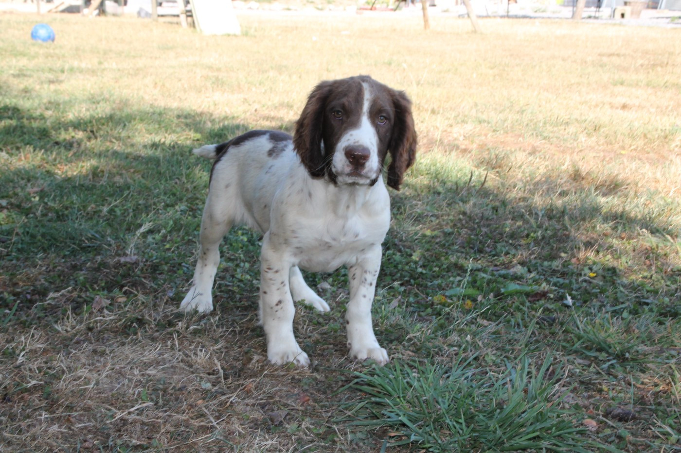Brush Master - Chiots disponibles - English Springer Spaniel