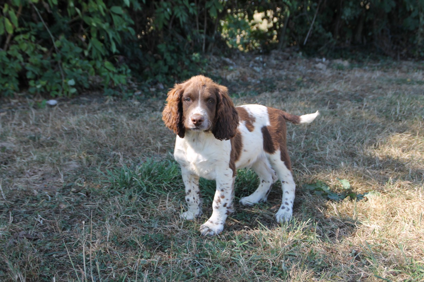 Brush Master - Chiots disponibles - English Springer Spaniel