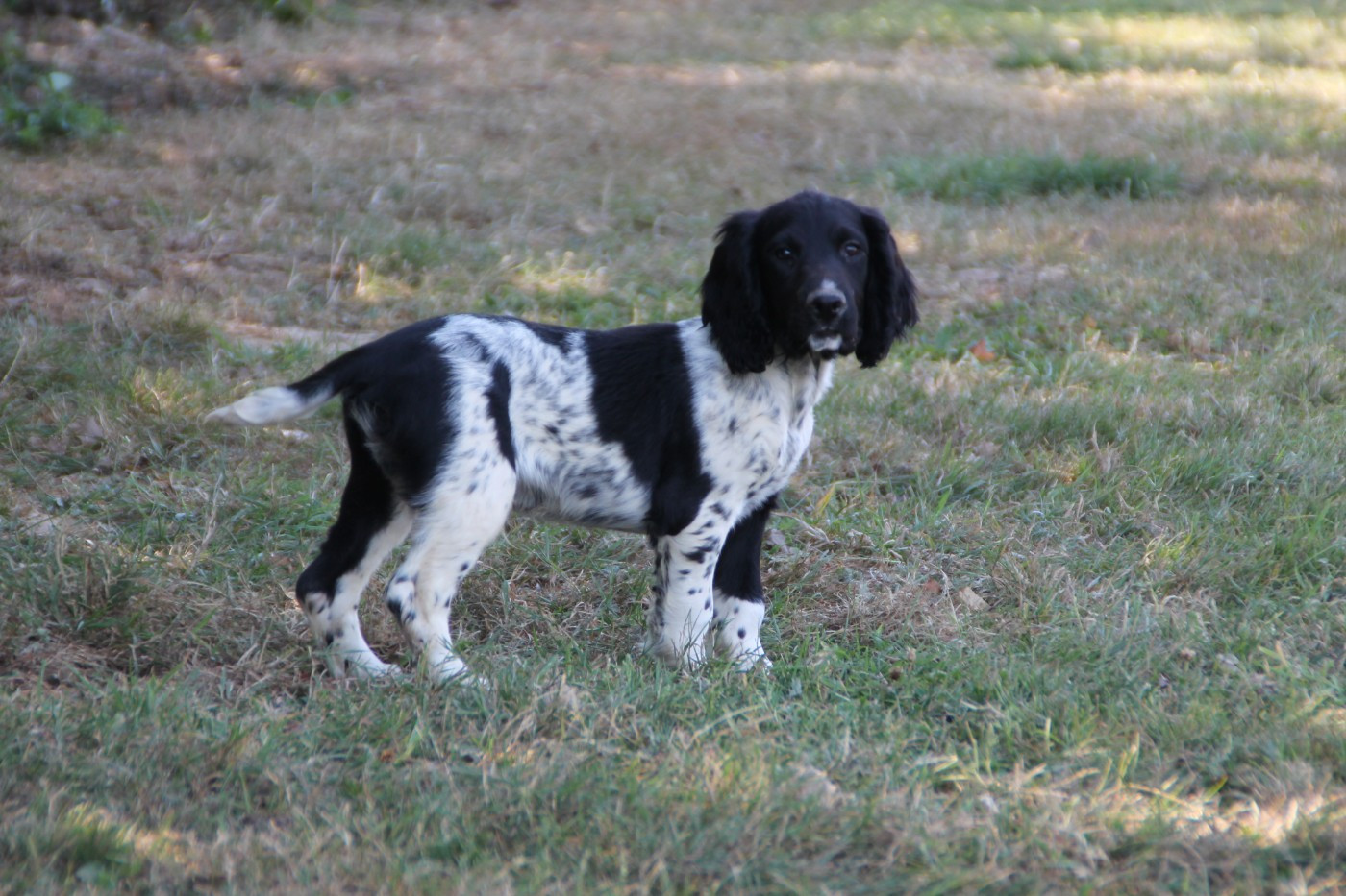Brush Master - Chiots disponibles - English Springer Spaniel