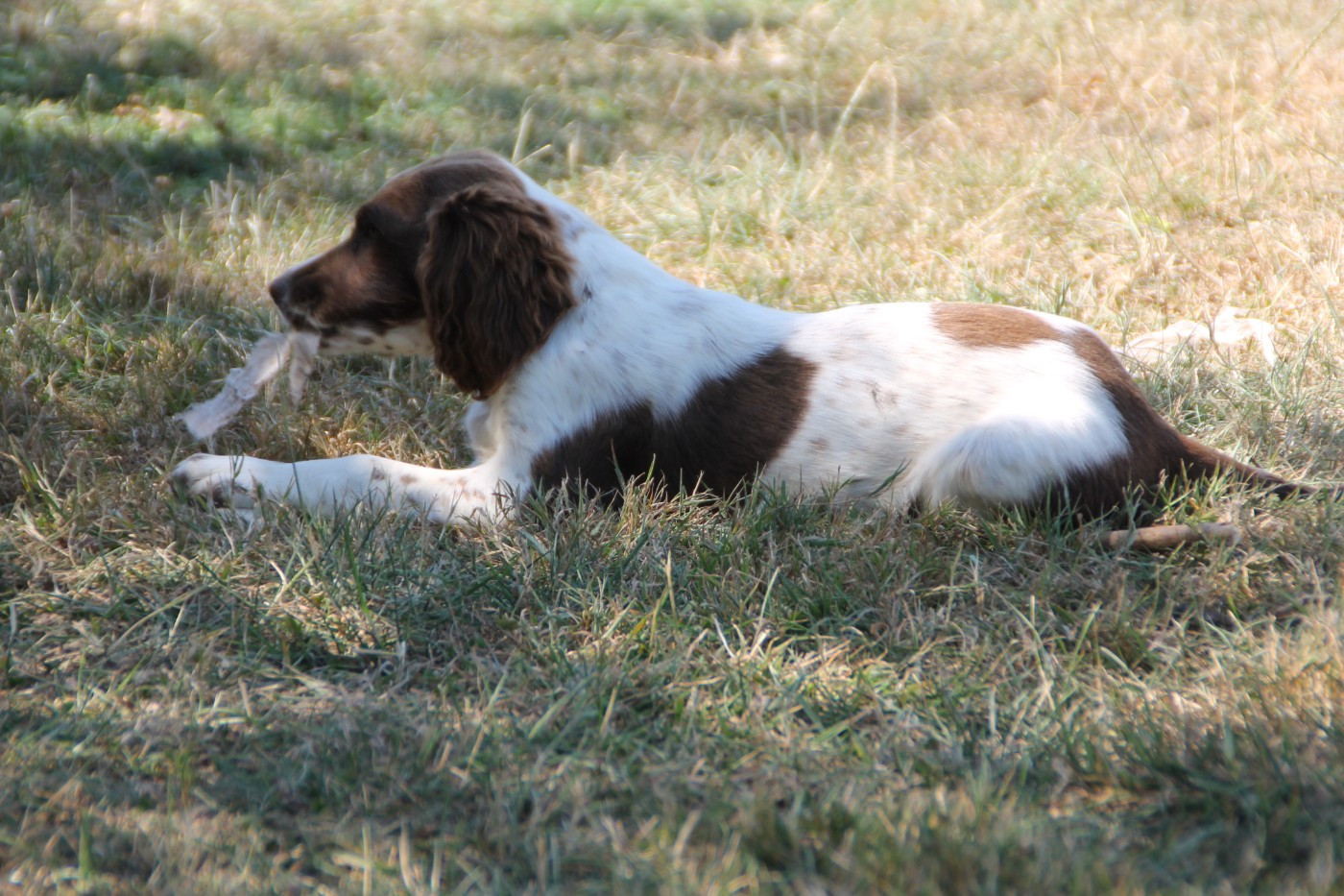 Brush Master - Chiots disponibles - English Springer Spaniel