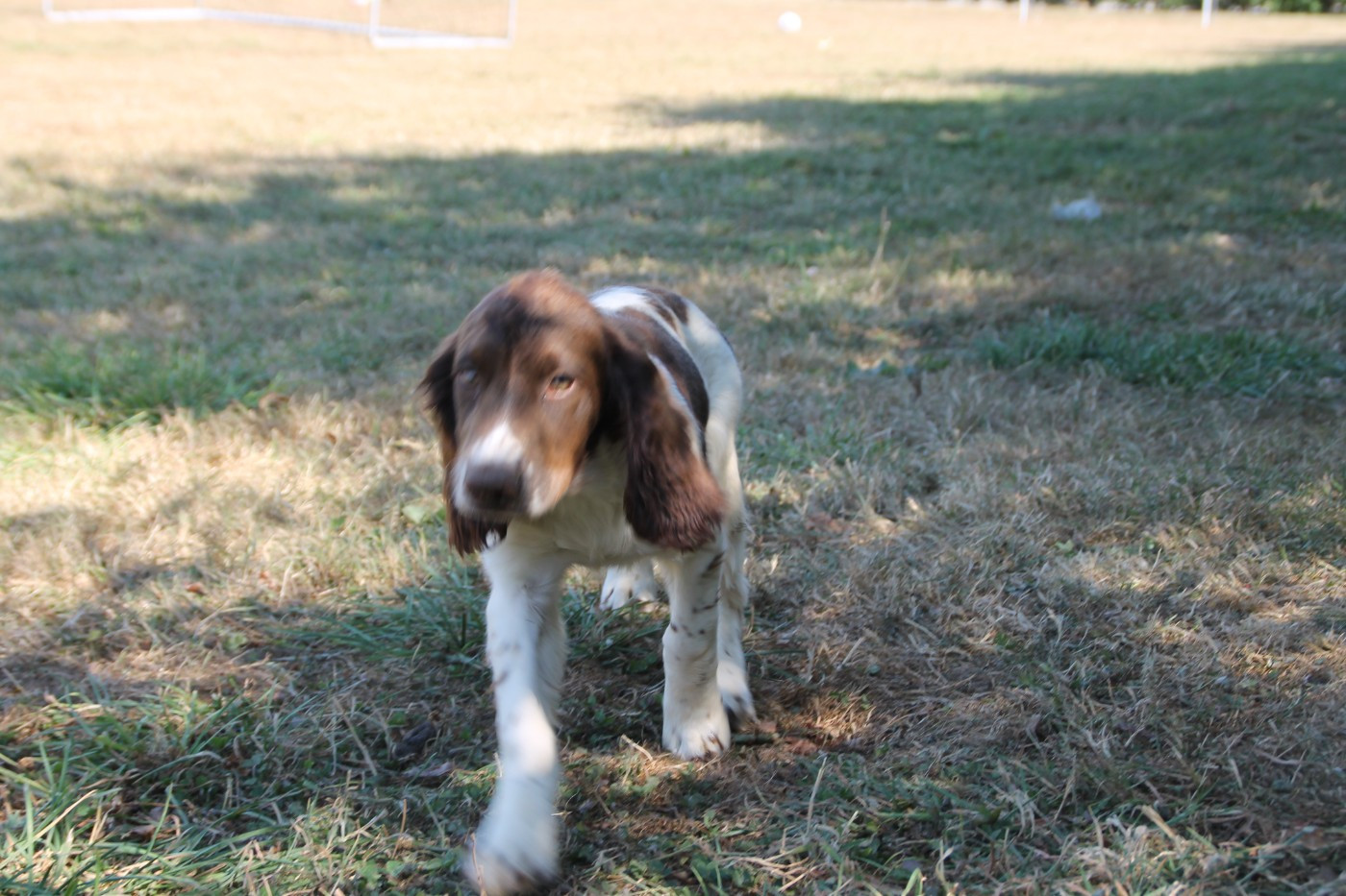 Brush Master - Chiots disponibles - English Springer Spaniel