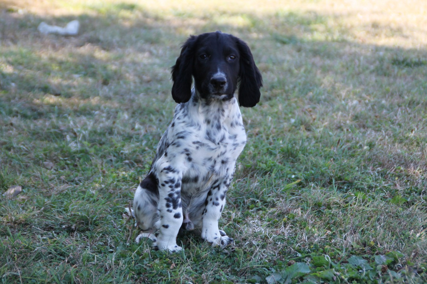 Brush Master - Chiots disponibles - English Springer Spaniel