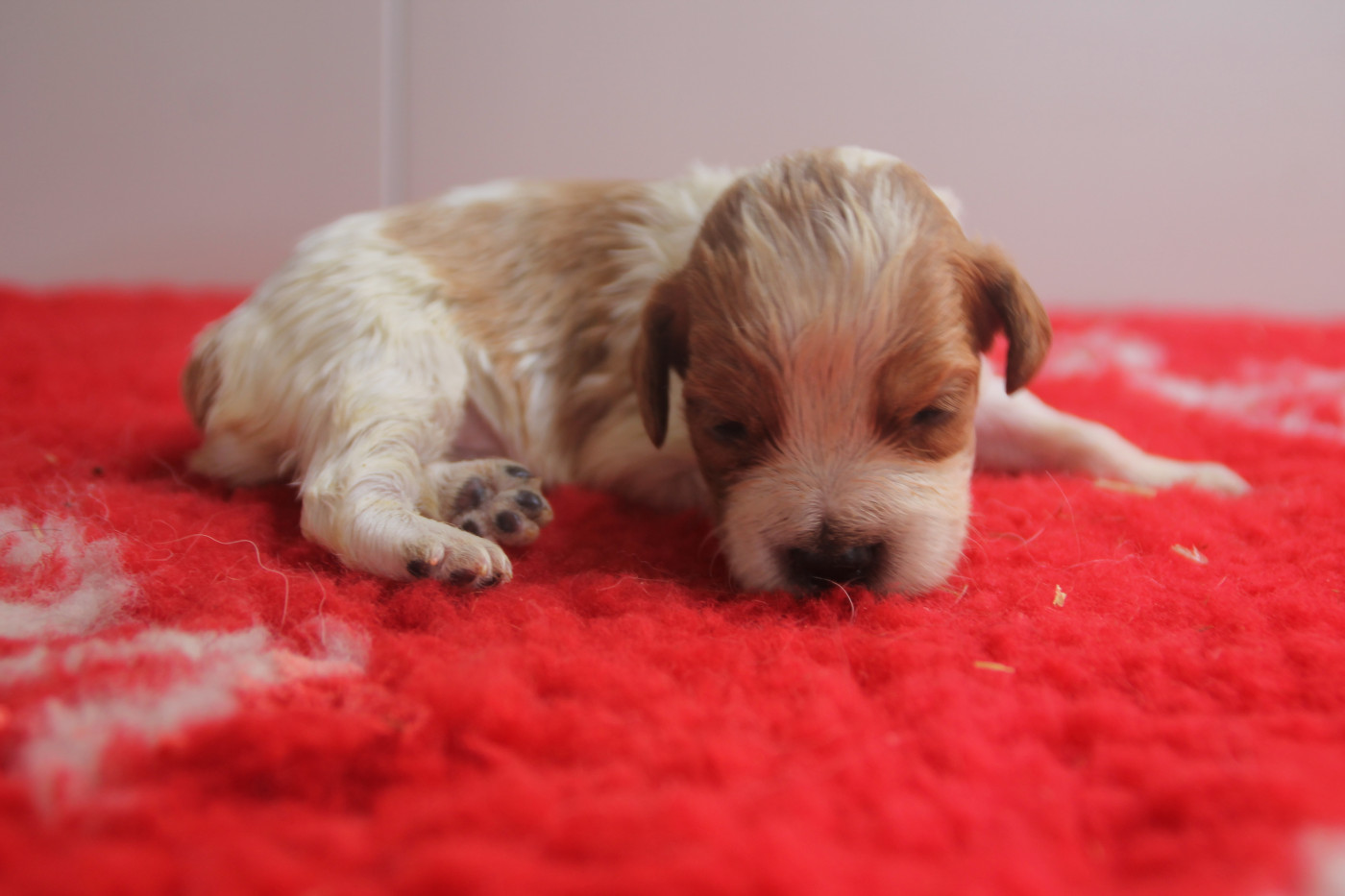 Brush Master - Chiots disponibles - Epagneul Breton