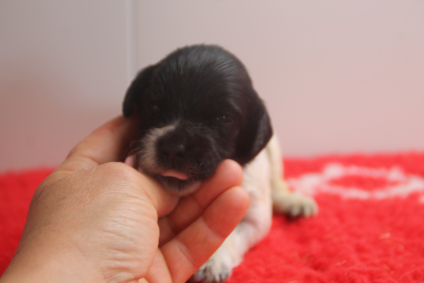 Brush Master - Chiots disponibles - Epagneul Breton