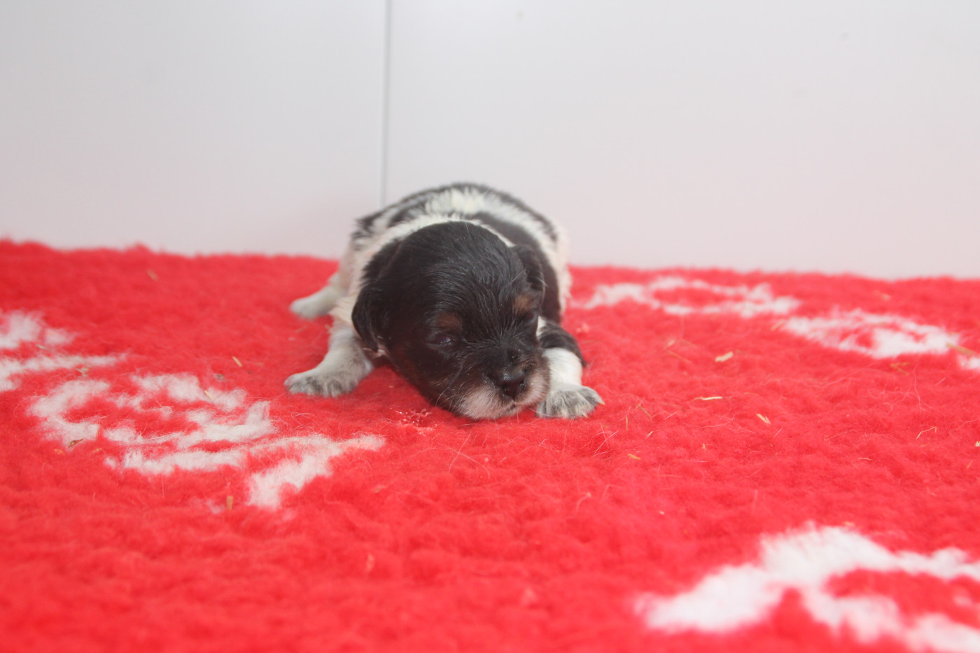 Brush Master - Chiots disponibles - Epagneul Breton