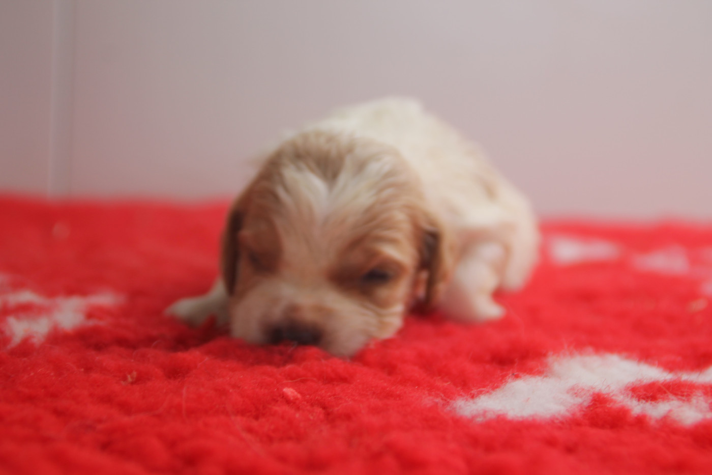 Brush Master - Chiots disponibles - Epagneul Breton