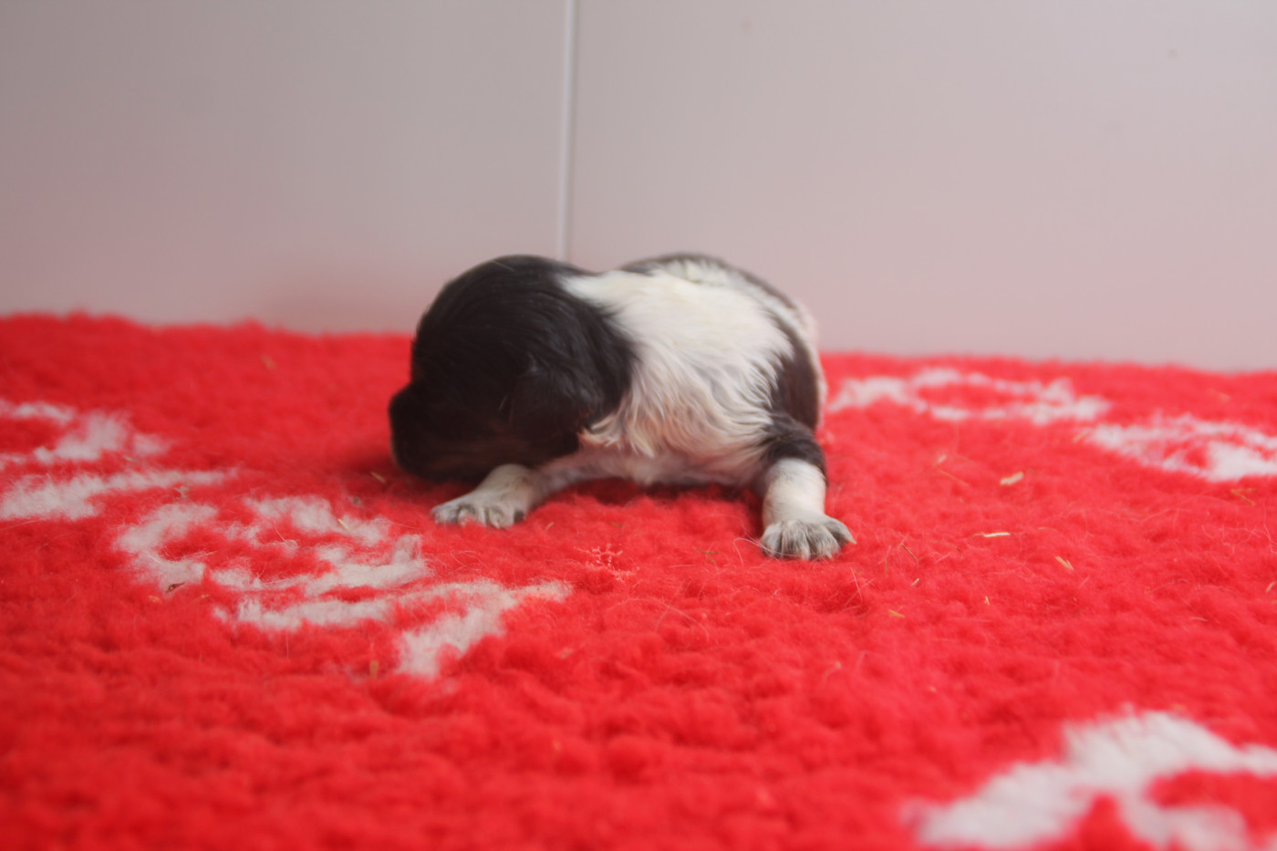 Brush Master - Chiots disponibles - Epagneul Breton