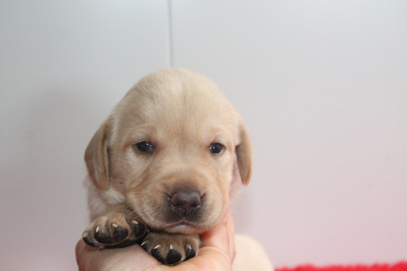 Brush Master - Chiots disponibles - Labrador Retriever