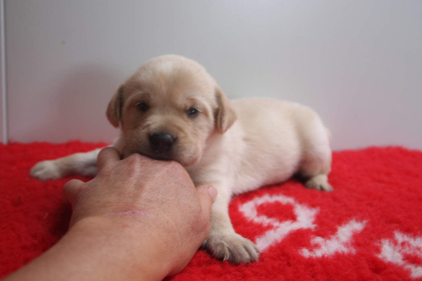 Brush Master - Chiots disponibles - Labrador Retriever