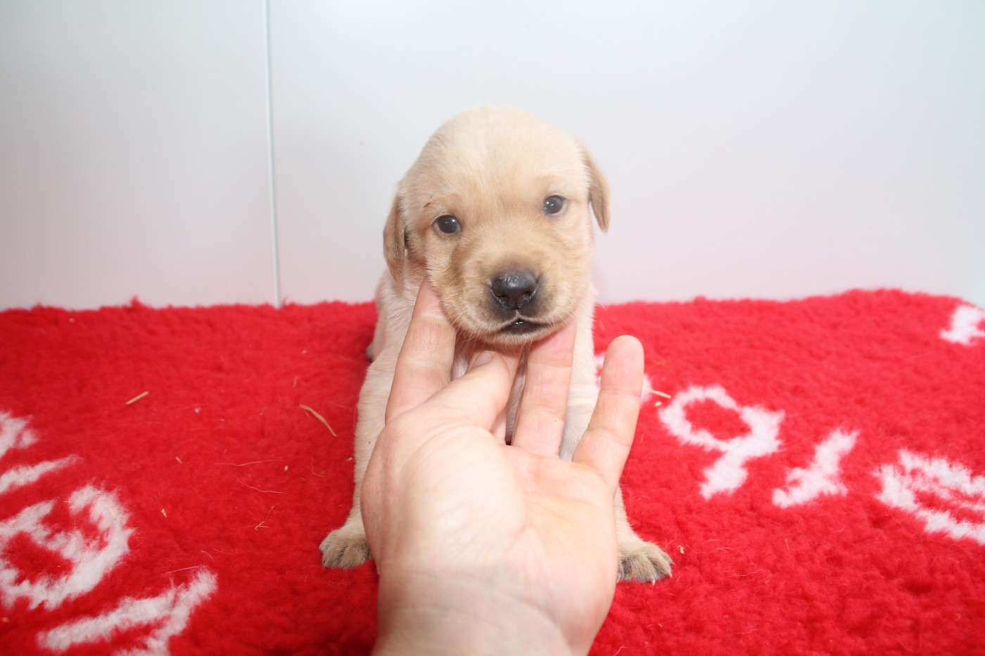 Brush Master - Chiots disponibles - Labrador Retriever