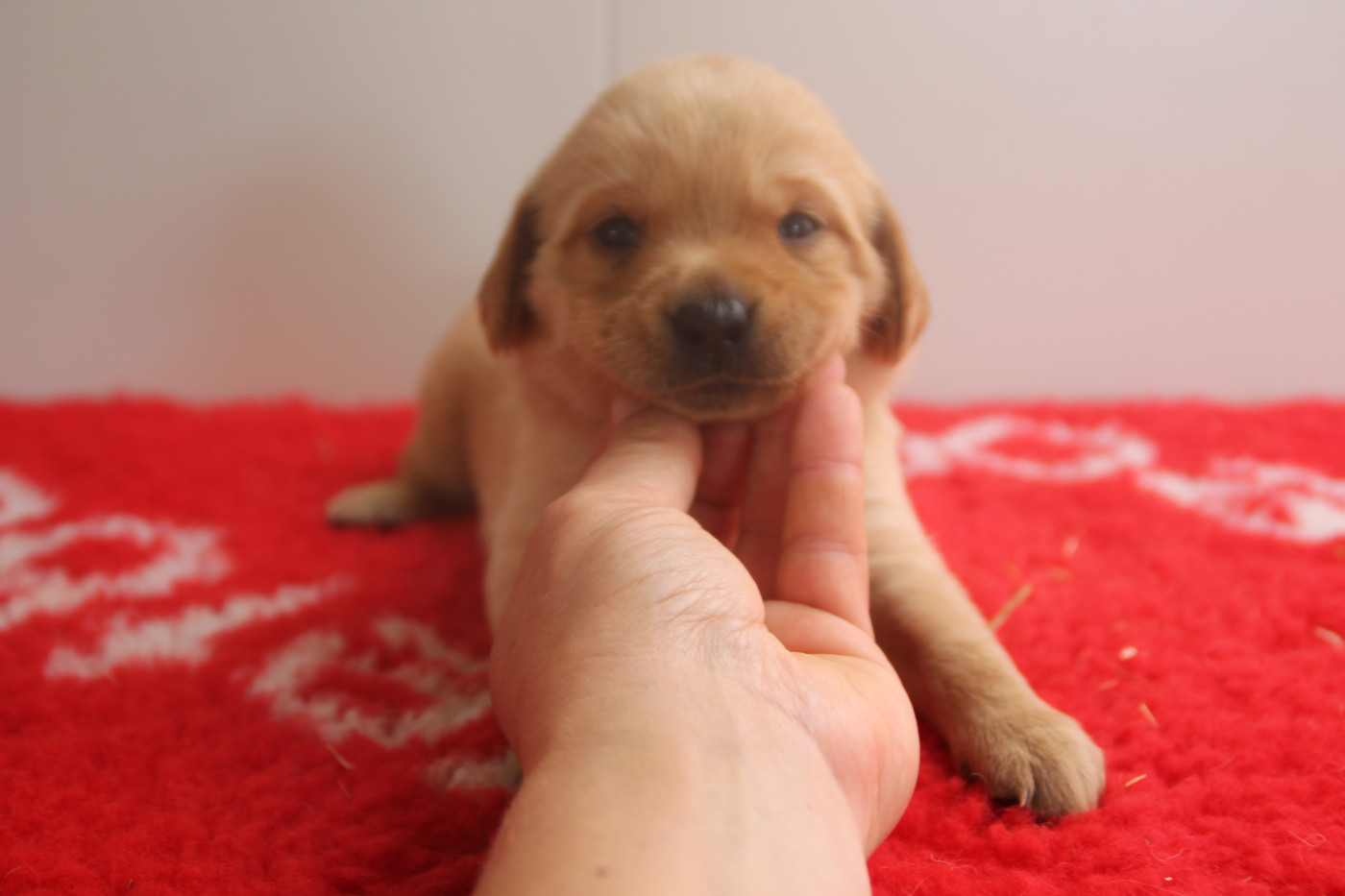 Brush Master - Chiots disponibles - Labrador Retriever