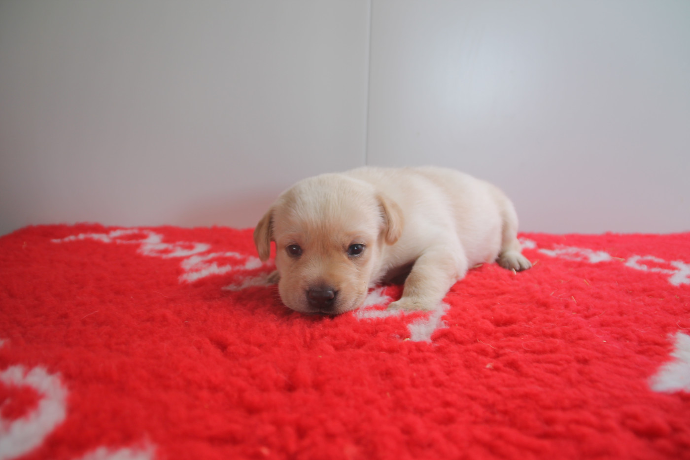 Brush Master - Chiots disponibles - Labrador Retriever