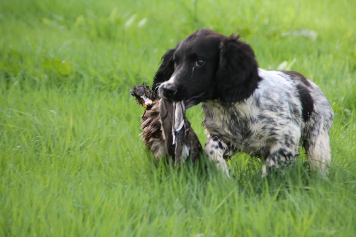 Brush Master - Chiots disponibles - English Springer Spaniel