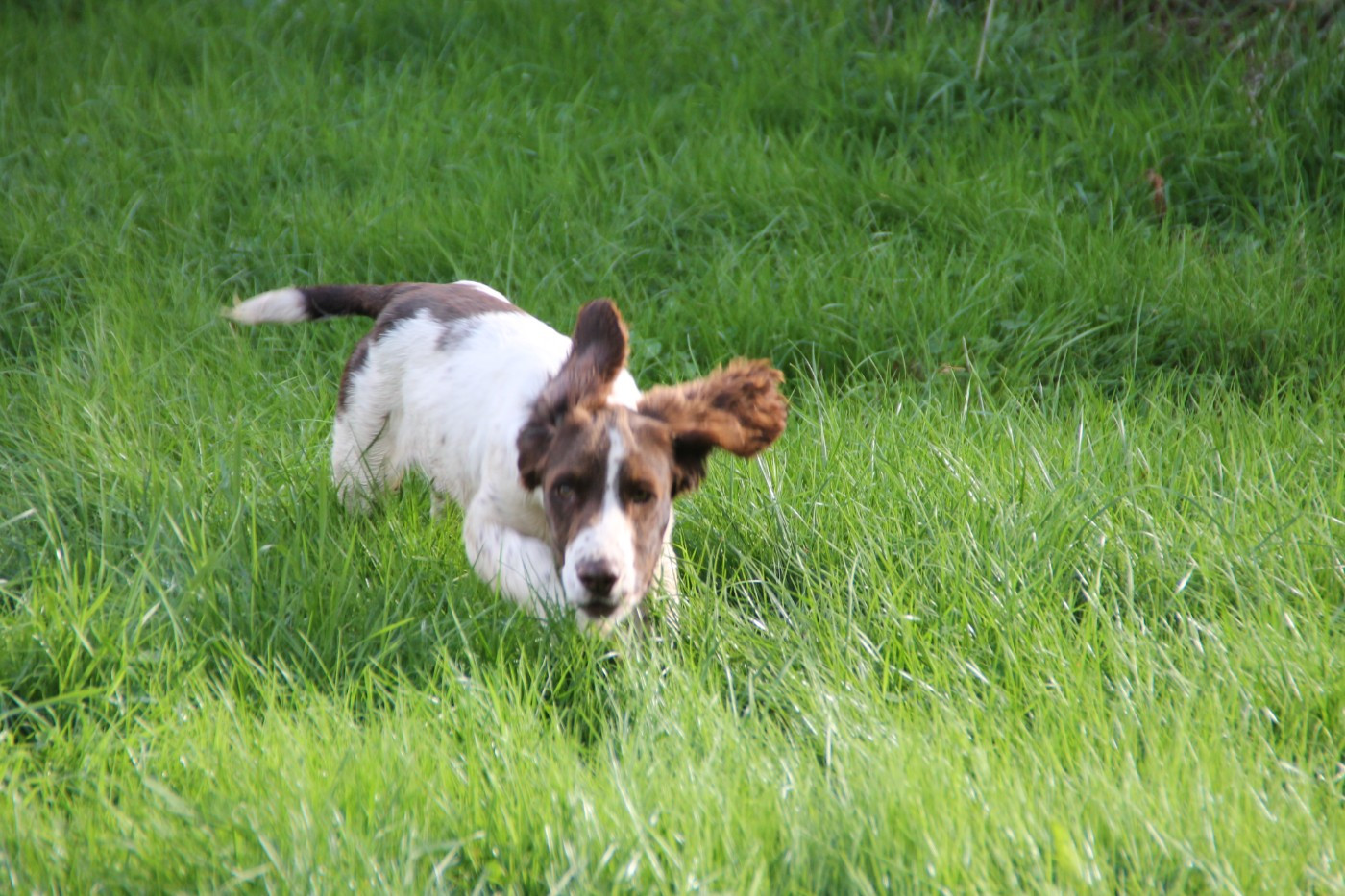 Brush Master - Chiots disponibles - English Springer Spaniel