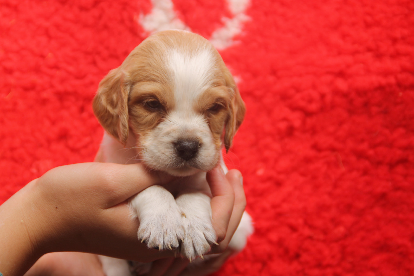 Brush Master - Chiots disponibles - Epagneul Breton
