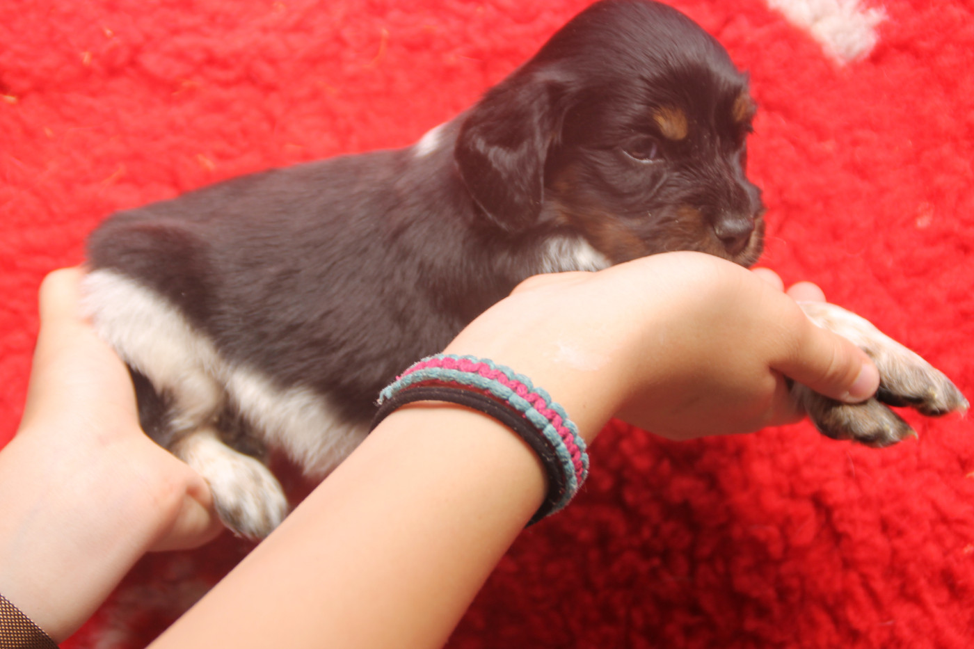 Brush Master - Chiots disponibles - Epagneul Breton