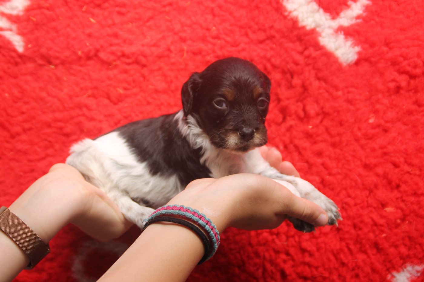 Brush Master - Chiots disponibles - Epagneul Breton