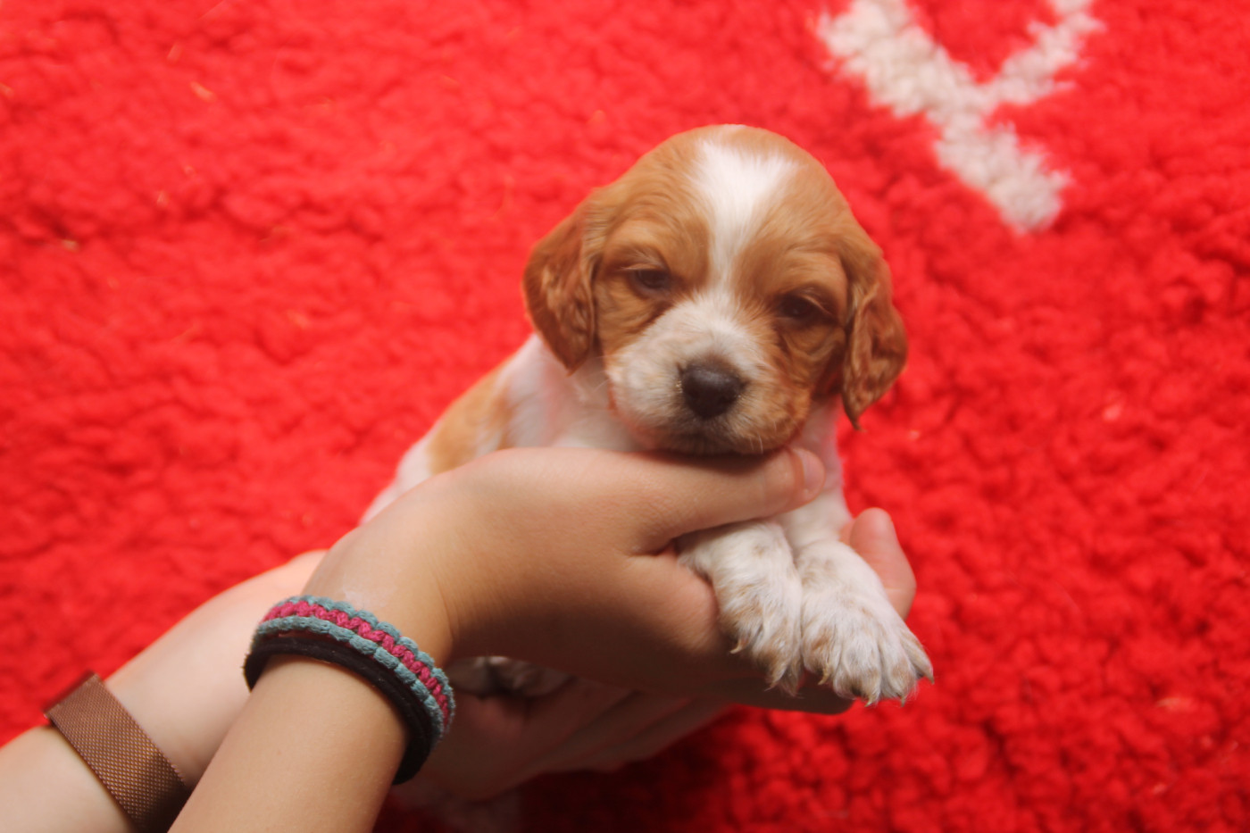 Brush Master - Chiots disponibles - Epagneul Breton