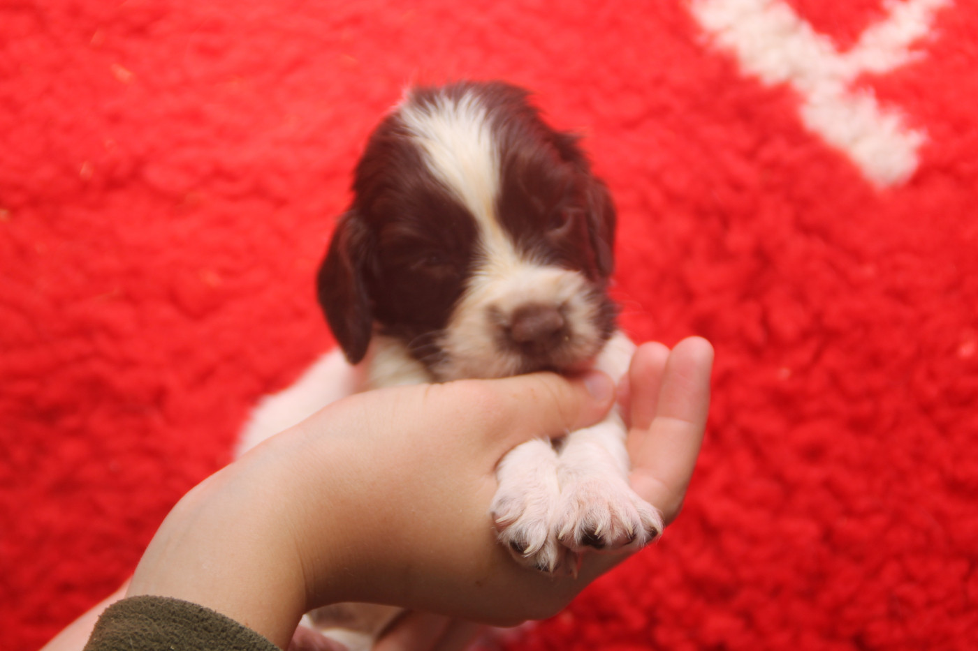 Brush Master - Chiots disponibles - English Springer Spaniel