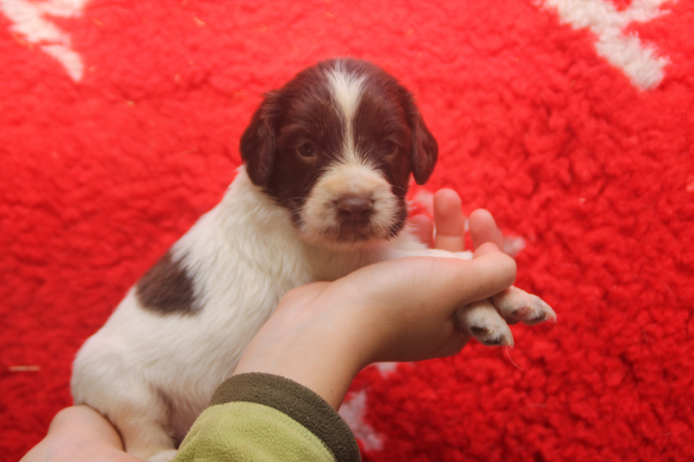 Brush Master - Chiots disponibles - English Springer Spaniel