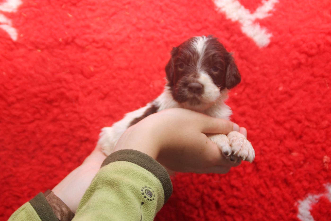 Brush Master - Chiots disponibles - English Springer Spaniel