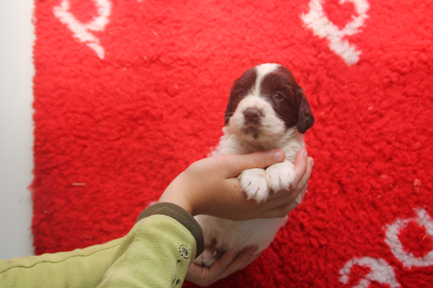 Brush Master - Chiots disponibles - English Springer Spaniel