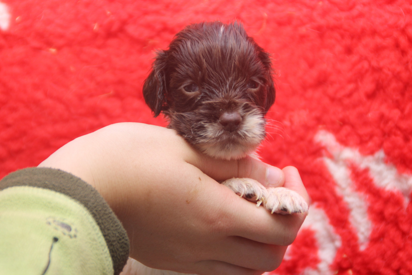 Brush Master - Chiots disponibles - English Springer Spaniel
