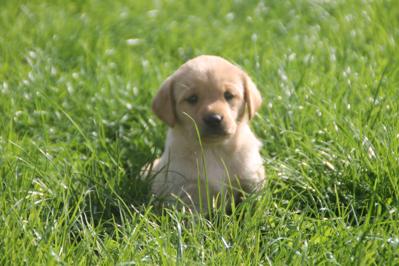 Brush Master - Chiots disponibles - Labrador Retriever