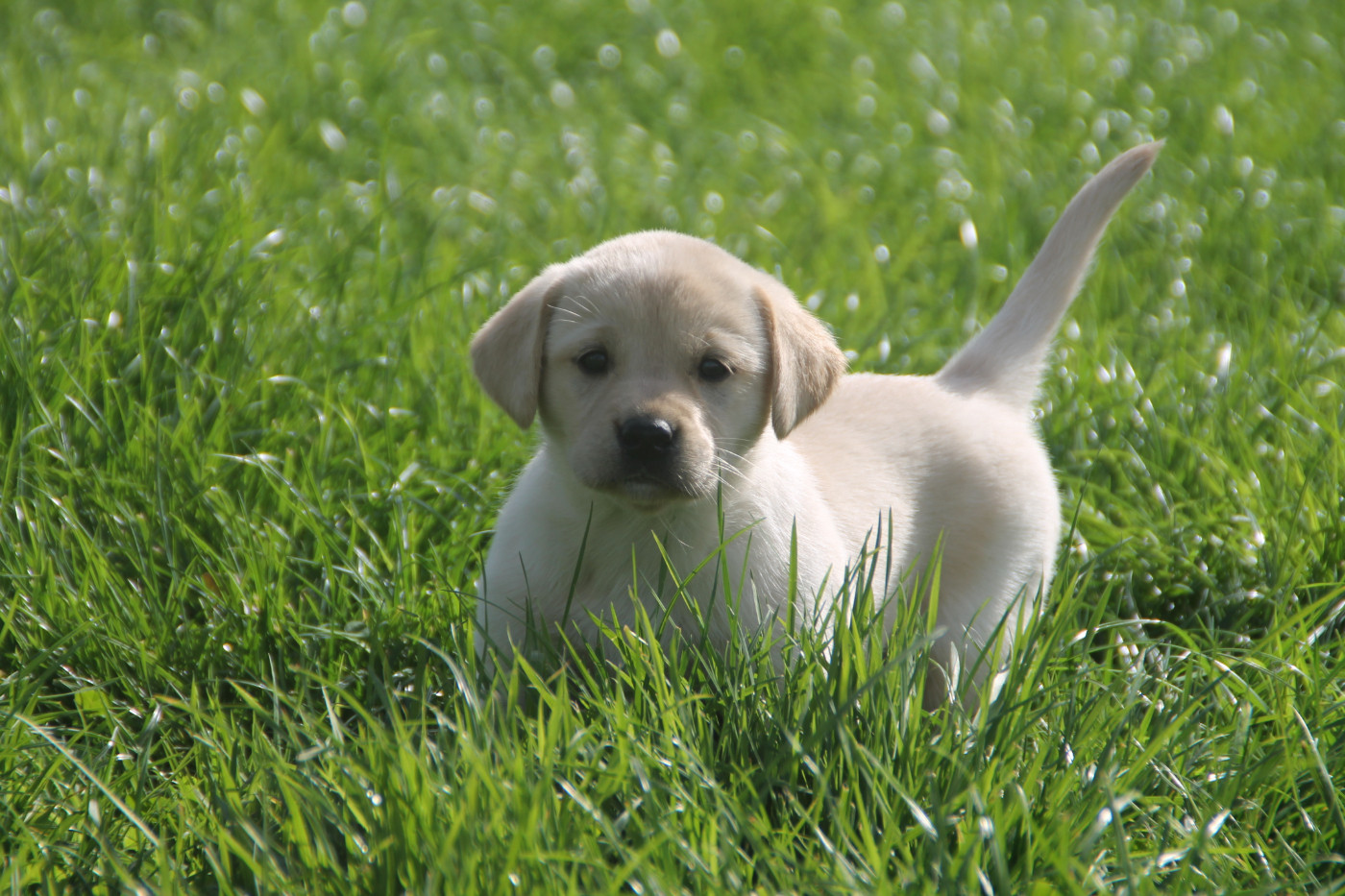 Brush Master - Chiots disponibles - Labrador Retriever