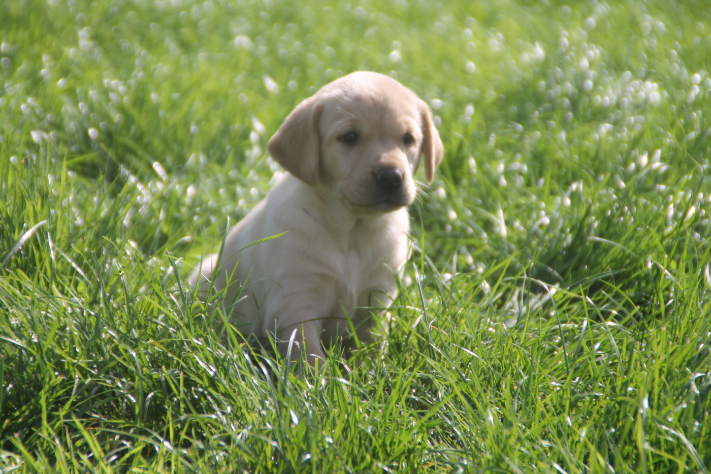 Brush Master - Chiots disponibles - Labrador Retriever