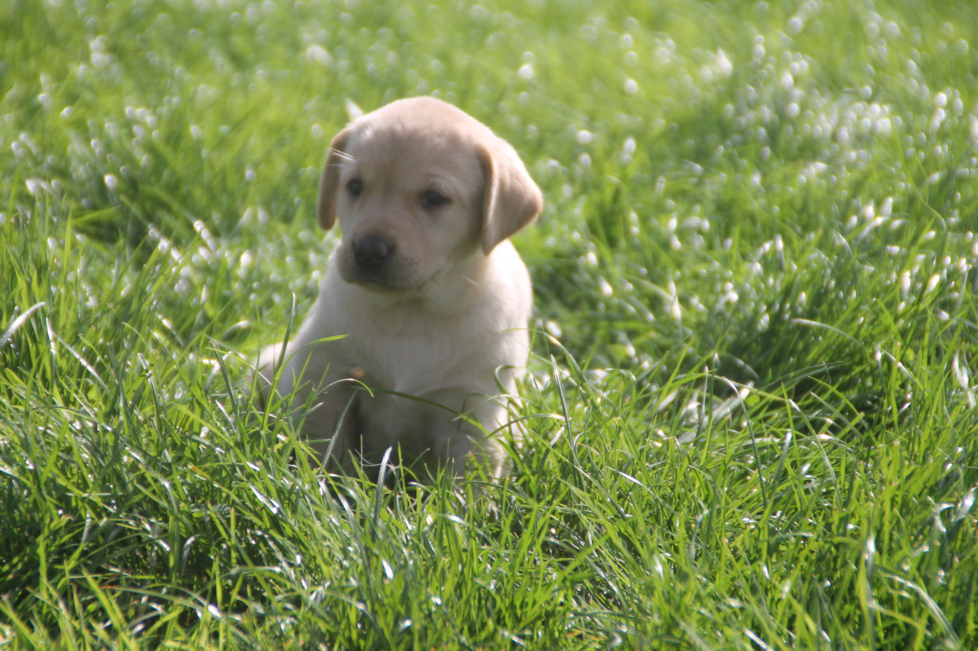 Brush Master - Chiots disponibles - Labrador Retriever