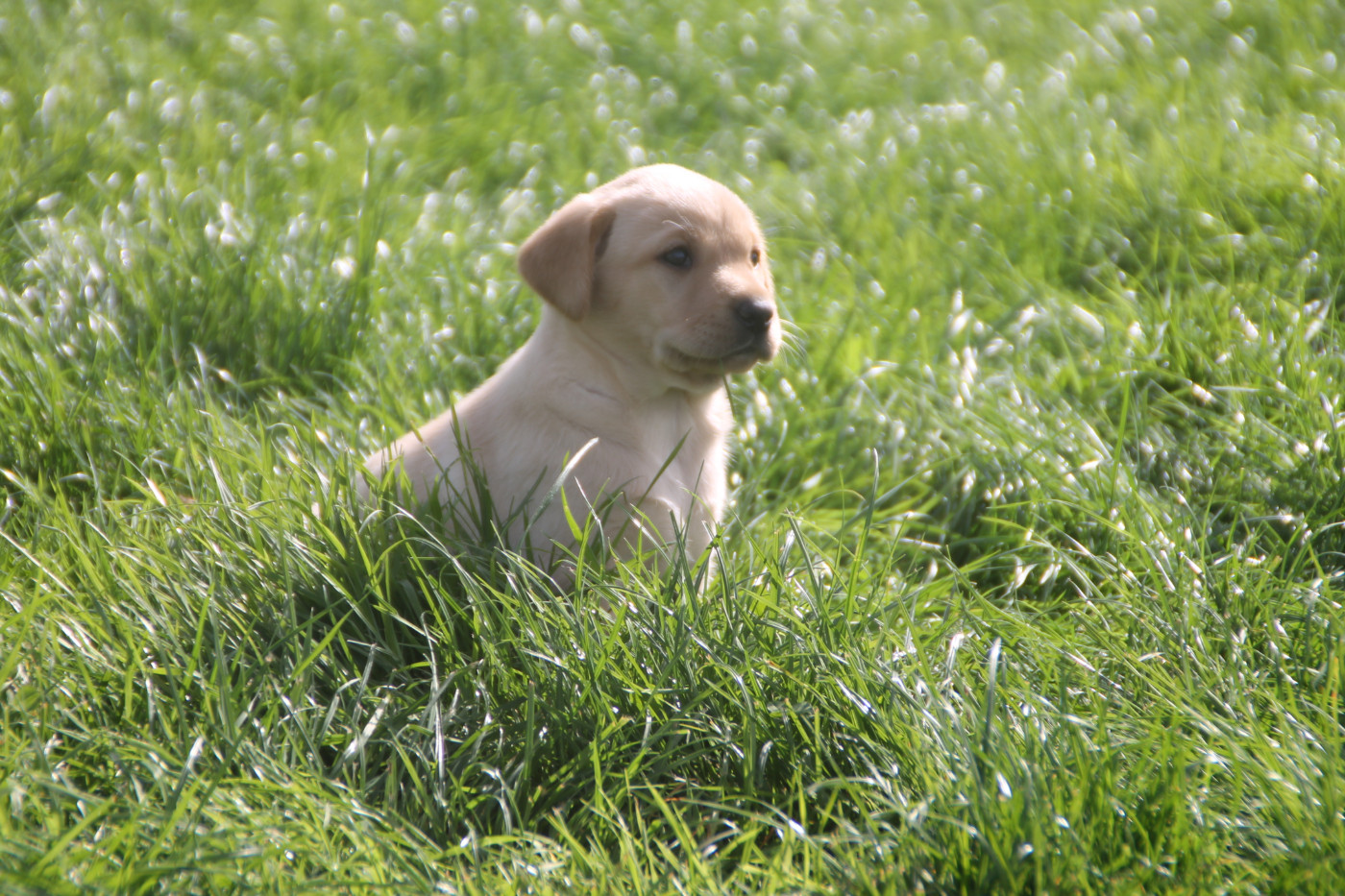 Brush Master - Chiots disponibles - Labrador Retriever