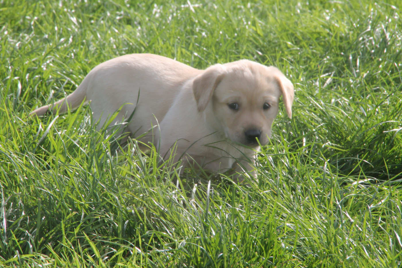 Brush Master - Chiots disponibles - Labrador Retriever