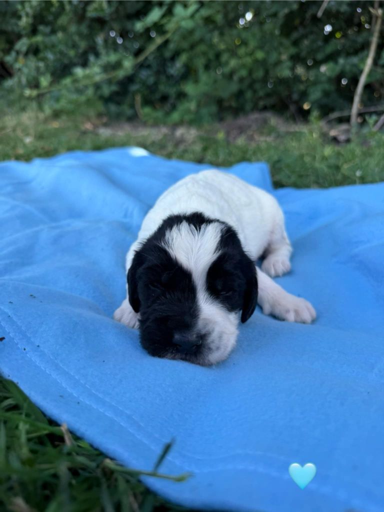 Brush Master - Chiots disponibles - English Springer Spaniel