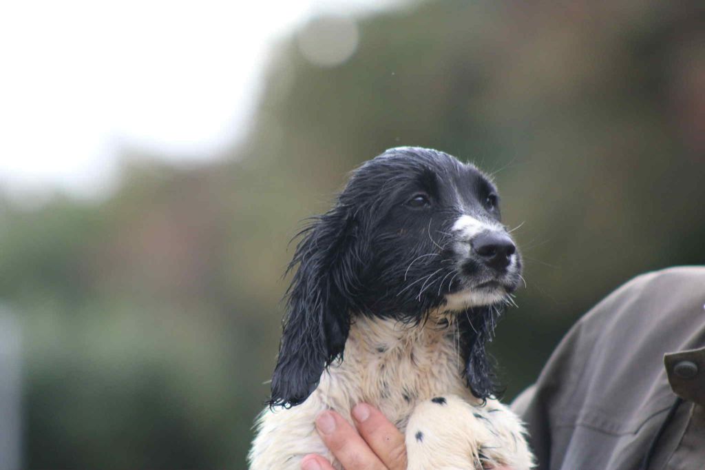 Brush Master - Chiots disponibles - English Springer Spaniel