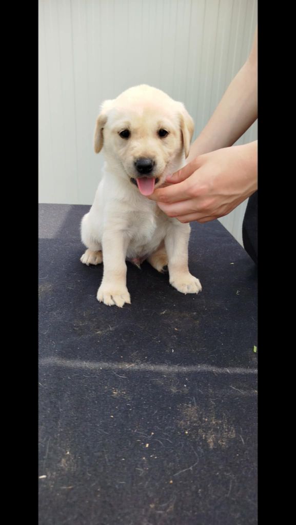 Brush Master - Chiots disponibles - Labrador Retriever