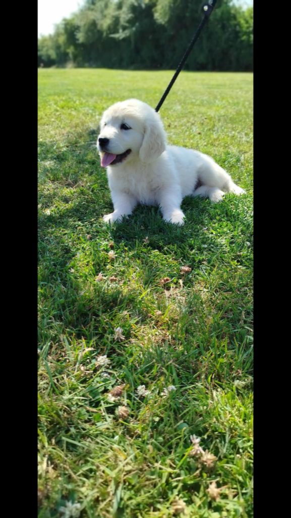 Brush Master - Chiots disponibles - Golden Retriever