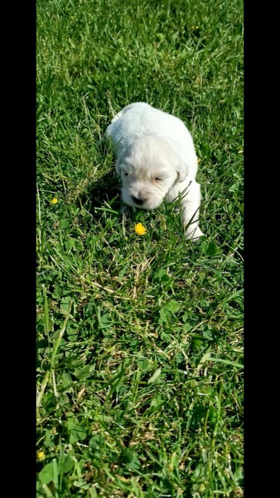 Brush Master - Chiots disponibles - Golden Retriever