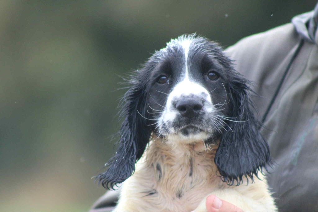 Brush Master - Chiots disponibles - English Springer Spaniel