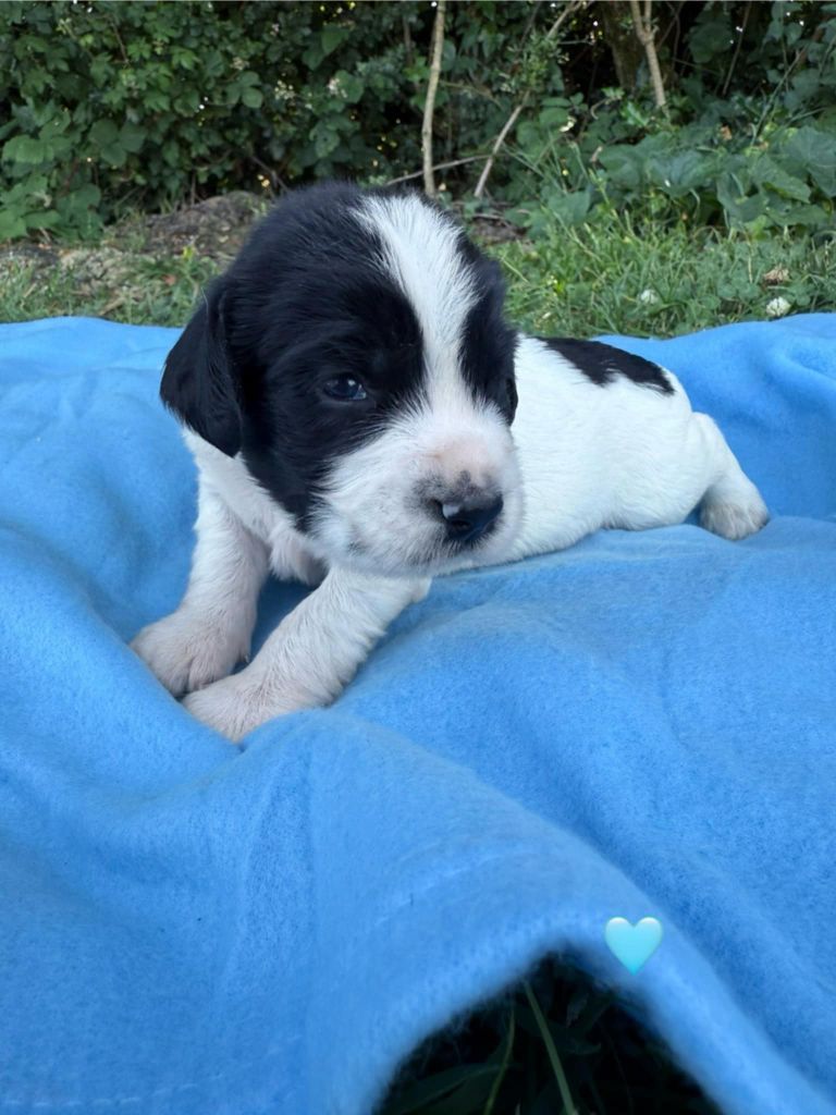 Brush Master - Chiots disponibles - English Springer Spaniel